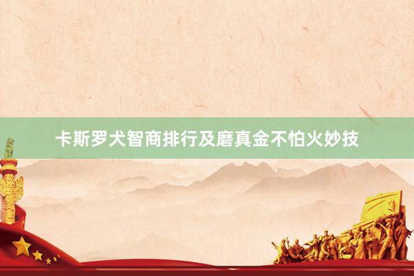 卡斯罗犬智商排行及磨真金不怕火妙技